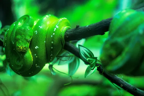 A green snake coiled on a tree branch.