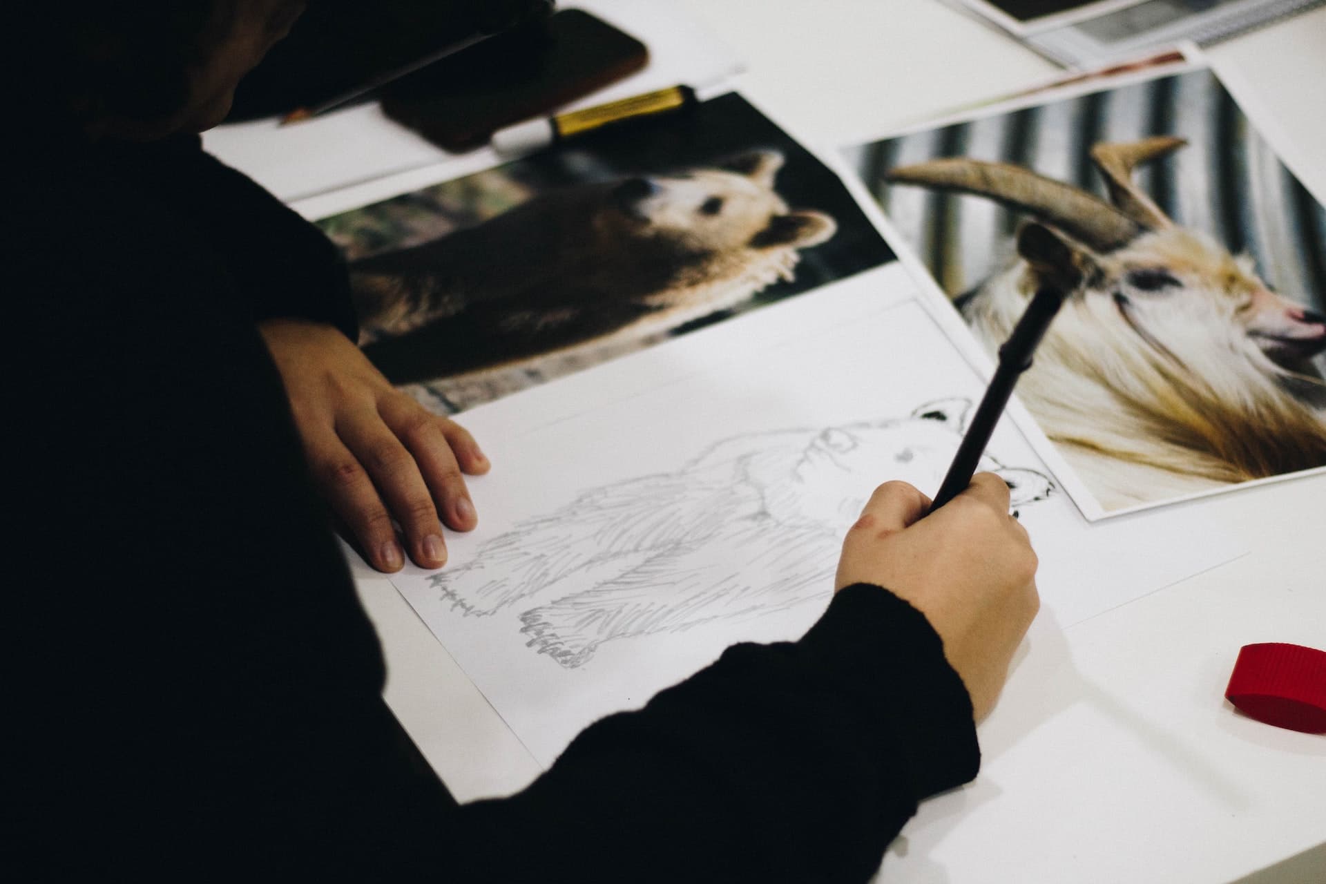Person drawing a bear on paper with a pencil from a photograph.