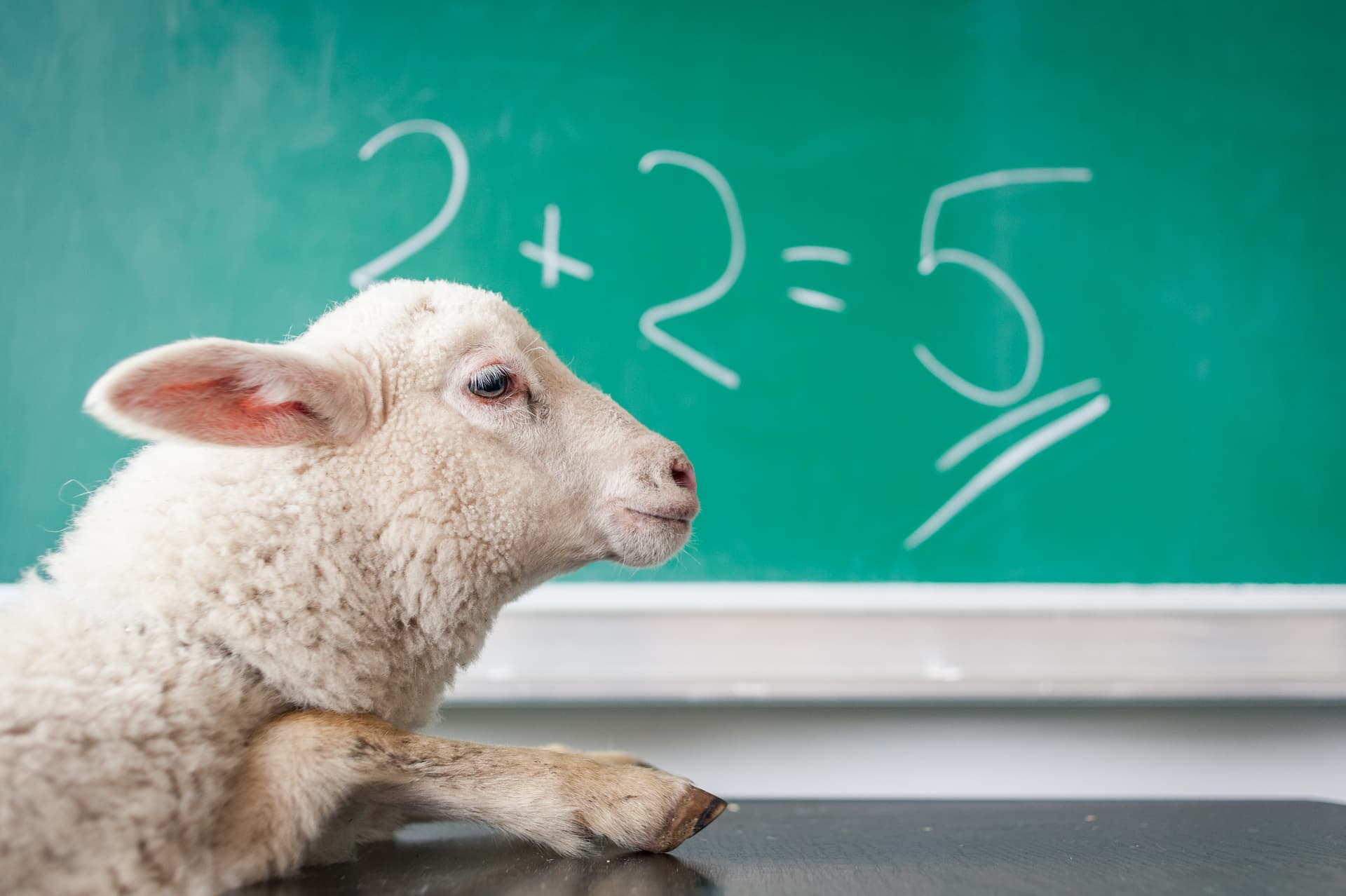 A sheep in front of a chalkboard where 2 + 2 = 5 is written.