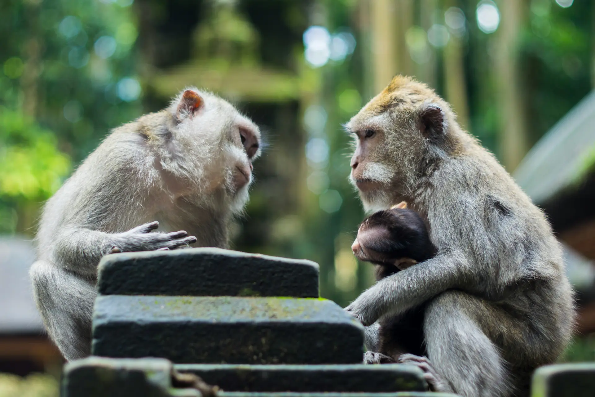 Two adult monkeys and a baby monkey on a stone fence.