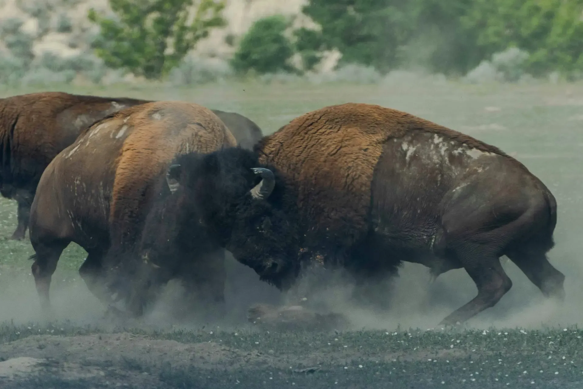 Two bison headbutting in a fight.