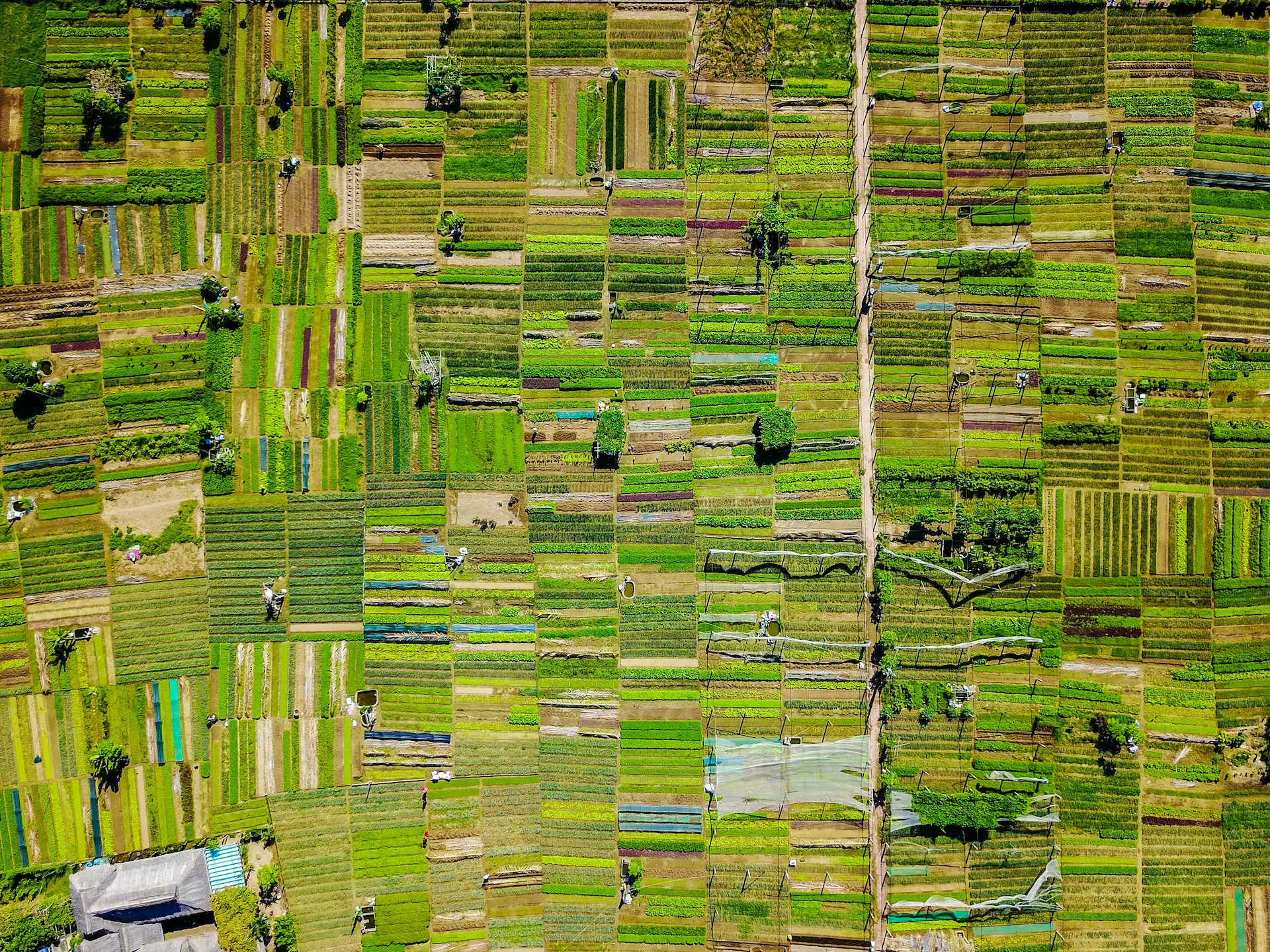 Aerial photo of garden plots in roughly a grid.