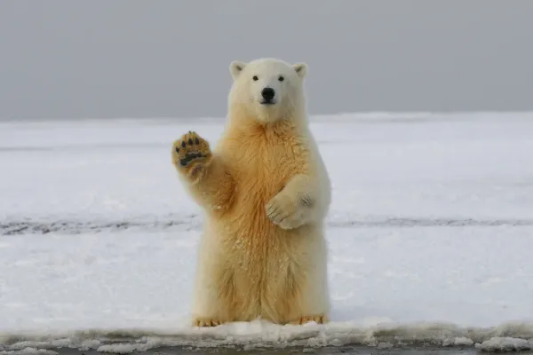 Photo of a polar bear on an ice sheet looking at the camera standing on its hind legs waving.