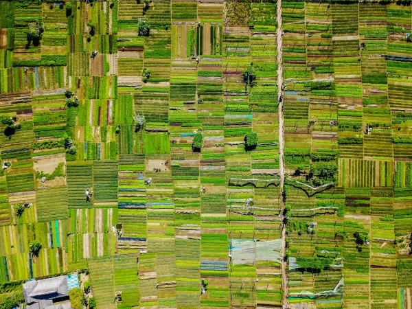 Aerial photo of garden plots in roughly a grid.