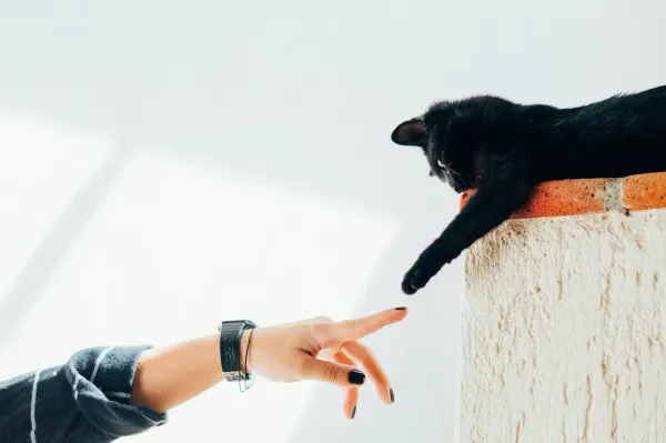 A black cat resting on a wall on the right with one paw reaching down to try to touch a human hand reaching for it from the bottom left. Resembled The Creation of Adam by Michelangelo.